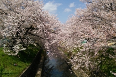 ☆桜☆