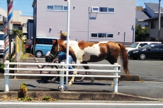 市街地に『馬』