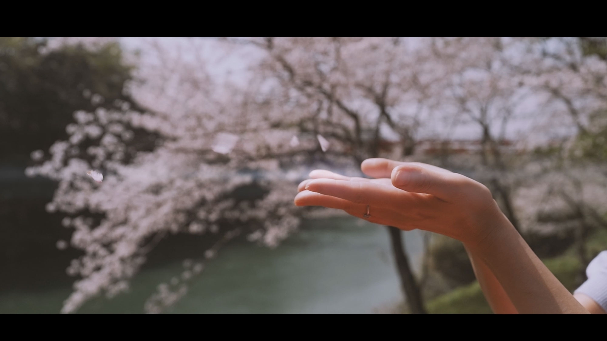 桜吹雪がとても似合う可憐な若妻～桜シネマティックPV～