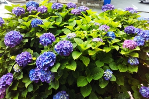 今年初の紫陽花