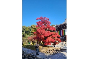 やっと秋らしくなってきました♪