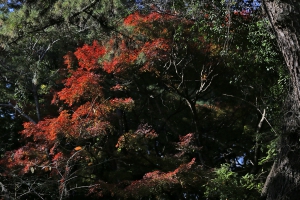 ☆彡紅葉☆彡